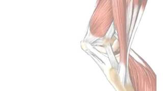 Tendons vs Ligaments  Whats the Difference [upl. by Shanks]