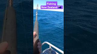 Fishing for New Zealand Seatrout  Kahawai in rough weather fishing fish oceanfishing [upl. by Eceinaj]