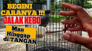 BEGINI CARANYA  JALAK KEBO MAU HINGGAP DI TANGAN  Cara Menjinakan Burung Jalak Kebo [upl. by Utir]