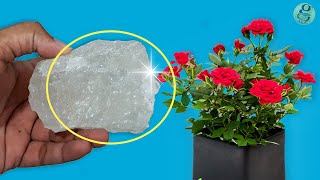 10 Powerful Rose Plant Care Tips  How to grow Roses [upl. by Eilrahs178]