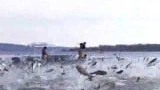 Asian Carp Jumping part 1 [upl. by Nwaf]