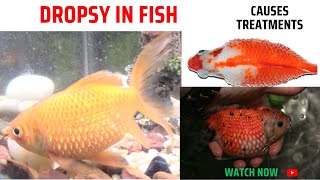 Dropsy in FishCausesEffectsTreatments [upl. by Hnahk217]