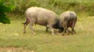 Water Buffalo VS Water Buffalo Vietnam [upl. by Grant]