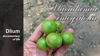 Macadamia nut Macadamia integrifolia  part 2 [upl. by Yraht]