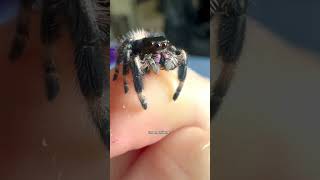 Spider grooming and personal pampering spider insects insectworld wildlife shorts animals bug [upl. by Bolger]