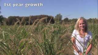 Maple River Farms  Growth of a single Miscanthus X Giganteus Rhizome [upl. by Ten568]