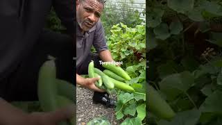 Grow 52 cucumbers 2 feet – Food survival kit Cucumber garden [upl. by Leirud]