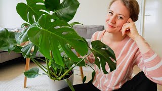 Monstera Stekken en Verzorgen  Pelable [upl. by Udelle]