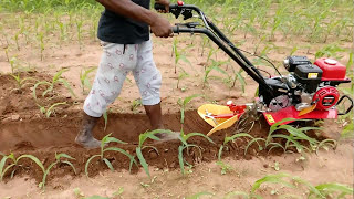 HONDA MINI WEEDER F300 3HP IN MAIZE CULTIVATION [upl. by Baily]