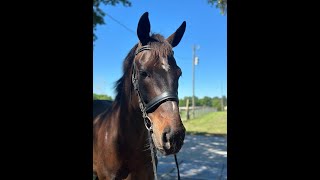 Lucky Starr2024 Majestic Oaks March HT Beg Novice Dressage [upl. by Suhploda233]