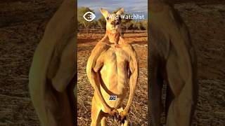 Kangaroo  The Boxer [upl. by Sedicla]