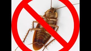 How to Get Rid of Roaches Completely [upl. by Nosaes914]