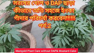 ইনকা গাঁদার সহজ পরিচর্যাসরষের খোল ও DAP ছাড়া কীভাবে ইনকা গাঁদার সহজ উপায়ে পরিচর্যা করবেনmarigold [upl. by Bellis588]