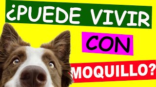 ¿Un PERRO puede VIVIR CON MOQUILLO [upl. by Orimlede]