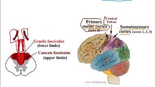 Video 207 Ascending and Descending Spinal Cord Pathways Functions Decussations and Lesion Effects [upl. by Draude]