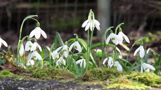 Snowdrop Flowers Blooming in the Winter [upl. by Slerahc]