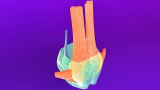 3D Pons Embryology Metencephalon  Rhombencephalon Embryology Part 3  Neuroembryology Part 6 [upl. by Laup]