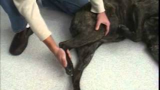 Rear Leg Passive Range of Motion  TPLO  Dog Surgery [upl. by Conrad341]