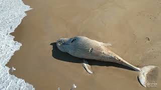 White Whale on the Mallacoota Main Beach 20 July 2022 by drone [upl. by Slein]