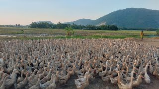 Lead the ducks back to camp  duck farm tv [upl. by Aziar]