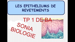 épithélium de revêtement et glandulaire  tp1 de ba [upl. by Bluma484]