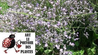 Tuto jardinage Limonium latifolium bleu staticeTaille et entretien Plante vivace [upl. by Ninahs126]