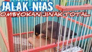 JALAK NIAS OMBYOKAN JINAK TOTAL  BEGINI CARA PERAWATANYA [upl. by Isiahi633]