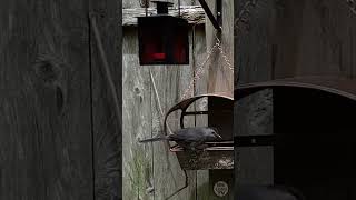 A Gray Catbird visits the Bird Feeder birds [upl. by Nirrek]