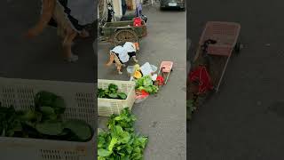 貓咪找狗狗買番薯Cat asks dog to buy sweet potatoes [upl. by Ahsemo]