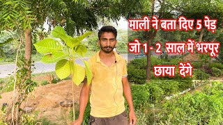 Best 5 Fast Growing Shade Giving Trees In India  Shade Trees [upl. by Ahtiuqal]