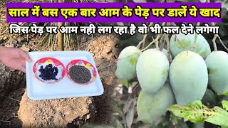 जिस आम के पौधे पर फल नहीं आ रहा है उस पर आएंगे फल भरभर के  Best Fertilizer for Mango Plant [upl. by Omlesna]