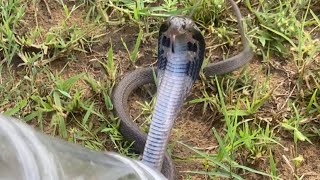 Baby Cobra Venomous Snake Rescue amp Release Borawar SureshBorawar5251 [upl. by Lerad]