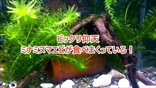 【おっちゃんの独り言】【1号室：アメリカザリガニとミナミヌマエビ2～300匹水槽～黒ヒゲティーチ襲来～撃退】 [upl. by Yllaw]