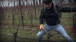 Marco Simonit  Dimostrazione pratica potatura della vite a Guyot  Guyot pruning [upl. by Kirstin806]