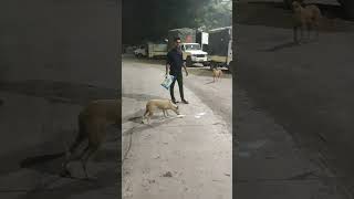 Dogs lover ❤🧿shotrs ytshorts doglover dogshorts dogvideos like savedogs [upl. by Lammond]