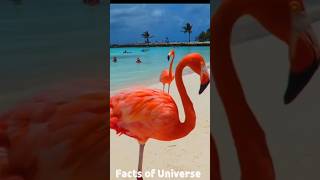 How Flamingos get their colorFlamingo Short Video flamingo [upl. by Paddy]