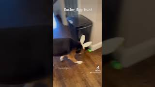 Tuckers Easter Egg Hunt 🐣 [upl. by Guillermo]