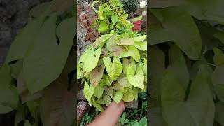 Singonium plant care tips plants syngoniumplant gardening shortvideo [upl. by Yoong670]