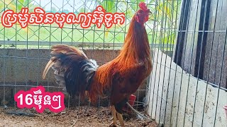 ភាគទី72 25102024ប្រម៉ូសិនបុណ្យអ៊ុំទូកអកអំបុកសំពះព្រះខែនាពេលខាងមុខ ប្រញ៉ាប់ឡើងបងប្អូន [upl. by Daryl]