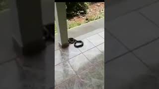 Cobra Caninana da Bote em Cachorro  Shorts  Biólogo Henrique [upl. by Codding]