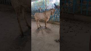 makhicheenigoats hassangoatfarm makhicheenibreedgoats [upl. by Schulze532]