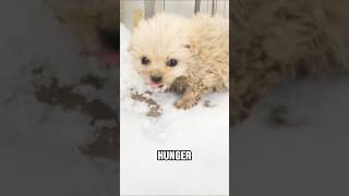 Hungry puppy eating snow 🥹🥹shorts dog animals [upl. by Irrej]