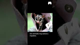 Curiosidades del Petauro del Azúcar shorts sabiasque animales [upl. by Abdulla]