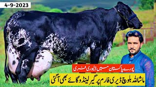 Girlando Cow For Sale In Pakistan  Baloch Dairy Farm  Cow Farm  Pk Janwar Mandi [upl. by Bibbye]