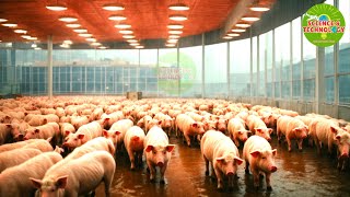 Amazing Worlds Biggest SingleBuilding Pig Farm 2024 Modern HighTech Pig Farming 2024 [upl. by Marb]