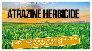 Atrazine Herbicide Effective Weed Control for Agriculture  Mode of Action amp Formulations [upl. by Kyrstin468]