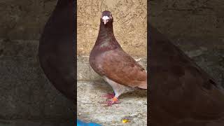 Meulemans pigeons  Male [upl. by Miharba]