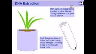 DNA extraction from plants [upl. by Hepzi49]