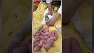 Rabbit giving 100 baby 😍 birth animals cute shorts [upl. by Leunamne748]