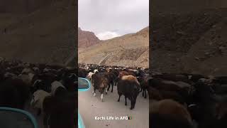 Kochiyan life in AFG villagelife lifestyle travel sorts popularshorts [upl. by Georgeta]